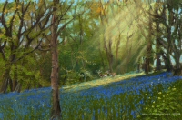 Bluebells & Fallow Deer Thumbnail